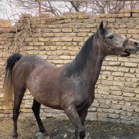 اسب مادیان کرد اصیل