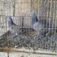 کفتر پرشی|پرنده|زرندیه, |دیوار