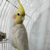 گمشده عروس هلندی شهرک وائین