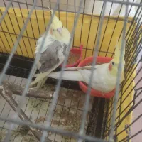 عروس هلندی مولد