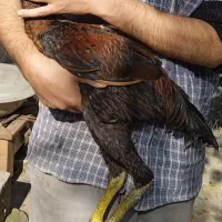 دو عدد جوجه خروس لاری پنج ماهه|حیوانات مزرعه|ساری, |دیوار