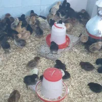 جوجه  مرغ زینتی