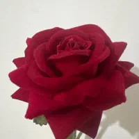 نیازمندکارگرخانم آشنا ب آشپزی،نظافت وکارهای روزانه
