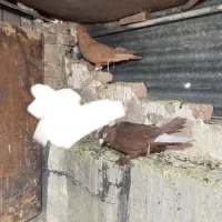 سرخ دم سفید و زرد کاکل|پرنده|شیراز, سیاه سنگ|دیوار