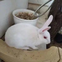 خرگوش
