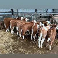 گوساله پای پروار سیمنتال