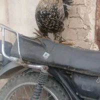 خروس جوان|پرنده|کنگاور, |دیوار