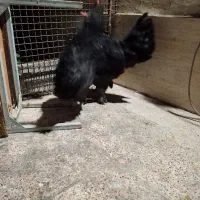 مرغ خروس رسمی جوان