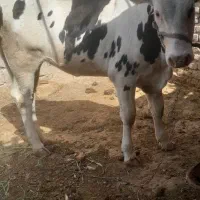 گاو ماده سیمینتال