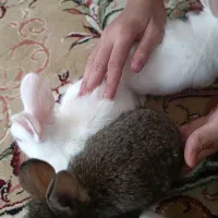 بچه خرگوش ۳ماهه|موش و خرگوش|اسلامشهر, شهرک قائمیه|دیوار