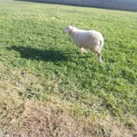 فروش گوسفند رومن فرانسوی|حیوانات مزرعه|دهگلان, |دیوار