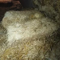 پرس گندم|عمدهفروشی|بروجرد, |دیوار