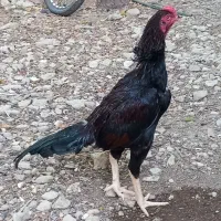 خروس|حیوانات مزرعه|خمیر, |دیوار