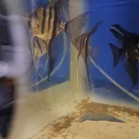 فروش آکواریوم و ماهی انجل و حلزون