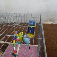 مرغ عشق|پرنده|کرفتو, |دیوار