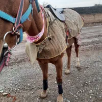 مادیان دوخون قد ۱۸۰