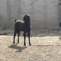 فروش پازن