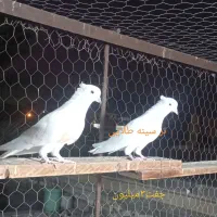 فروش کبوتر|پرنده|بندرعباس, |دیوار