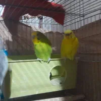 مرغ عشق با عروس هلندی|پرنده|مشکیندشت, |دیوار