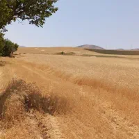 خریدار کاه و کاه نخود بالاتر از قیمت منطقه