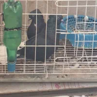 جفت کبوتردمسفید اشعل