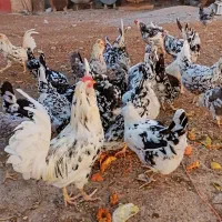 تخم مرغ بومی گلین|خوردنی و آشامیدنی|کاشان, فاز ۲ ناجی آباد|دیوار