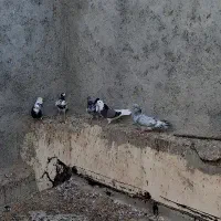 کبوتر|پرنده|قشم, |دیوار