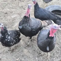 بوقلمون چاق و درجه یک|حیوانات مزرعه|آباده, |دیوار