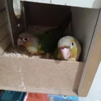 جفت گرینچیک