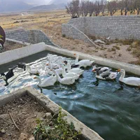 قو غاز چینی و غاژ