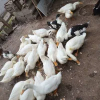 اردک گوشتی ۷ ماهه|حیوانات مزرعه|رشت, حومه رشت|دیوار