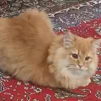 گربه پرشین دال فیس  نر  جهت جفگیری|گربه|نیشابور, جمهوری|دیوار