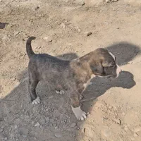 سگ دل|سگ|مشهد, پایگاه شکاری|دیوار