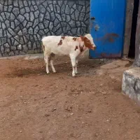 گوساله