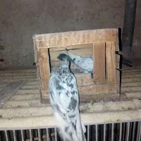 سرور کاکلی پرشی
