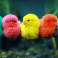 جوجه ،اردک ، بلدرچین ، بوقلمون