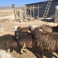 میش بره نر|حیوانات مزرعه|پاسارگاد, |دیوار