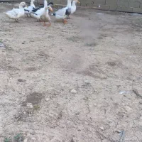 اردک ایرانی سرحال و جوان