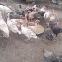 بوقلمون و غاز