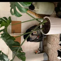 گل طبیعی|گل و گیاه طبیعی|پارس‌آباد, |دیوار