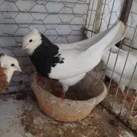 کفترطوقی جفت نر ماده کبوتر