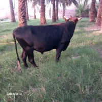 گاوقصابی