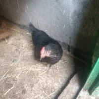 دوعد مرغ تخم گذارسالم