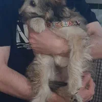 سگ شیتزو|سگ|قم, پردیسان|دیوار