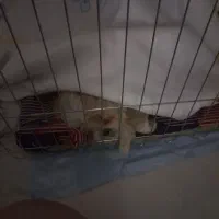 سگ پودل عروسکی|سگ|سمنان, |دیوار