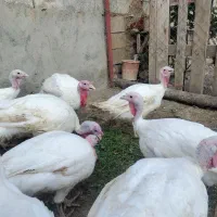 بوقلمون گوشتی