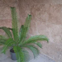 سیکاس ویوکا (چند ساله