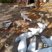 کبوتر ملقی کله ای کلاهی سو قدیم همه چیز تمام|پرنده|بافت, |دیوار