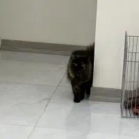 گربه پرشین نر