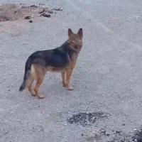 سگ ژرمن شپرد